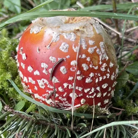 In&out, Lenzerheide Freistehendes Chalet, Urchig, Gross * ואלבלה