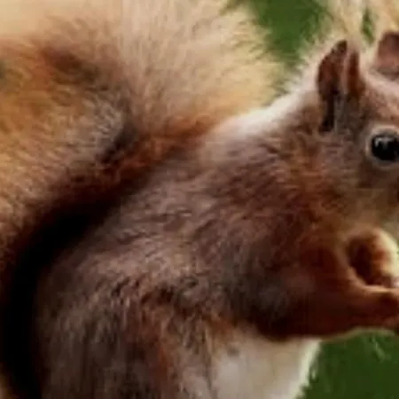 In&out, Lenzerheide Freistehendes Chalet, Urchig, Gross