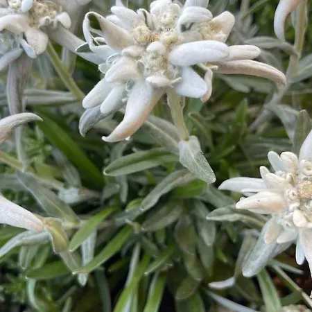 In&out, Lenzerheide Freistehendes Chalet, Urchig, Gross *