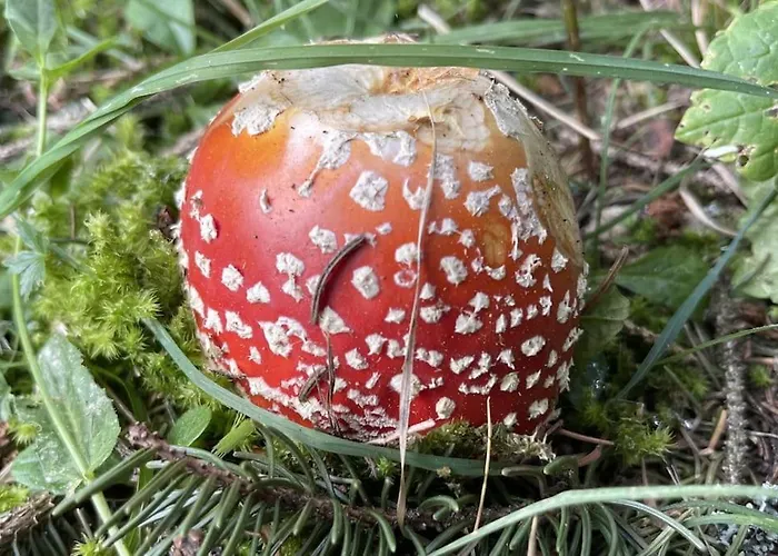 In&out, Lenzerheide Freistehendes Chalet, Urchig, Gross * Valbella