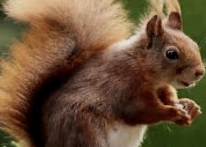 In&out, Lenzerheide Freistehendes Chalet, Urchig, Gross