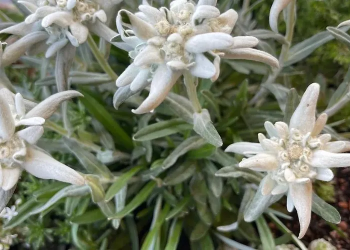 In&out, Lenzerheide Freistehendes Chalet, Urchig, Gross *